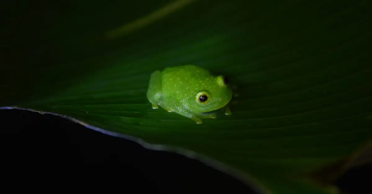 ¿Qué maravillas encuentras en los bosques nublados de Monteverde?