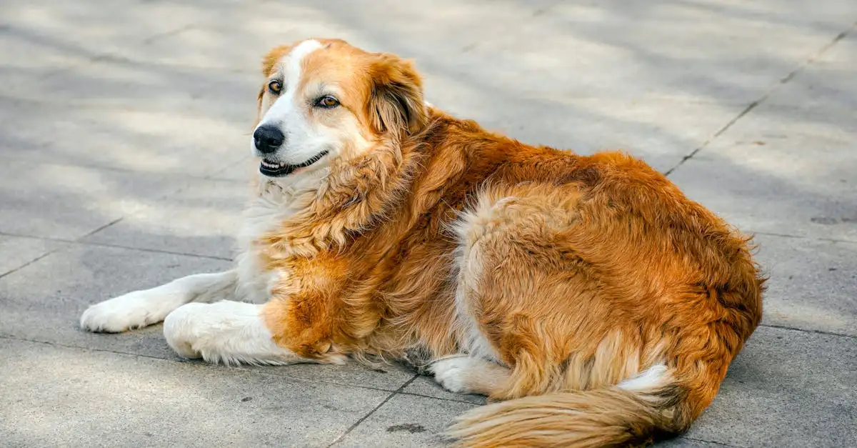 ¿Qué perro es ideal para mi signo zodiacal? ¡Descúbrelo!