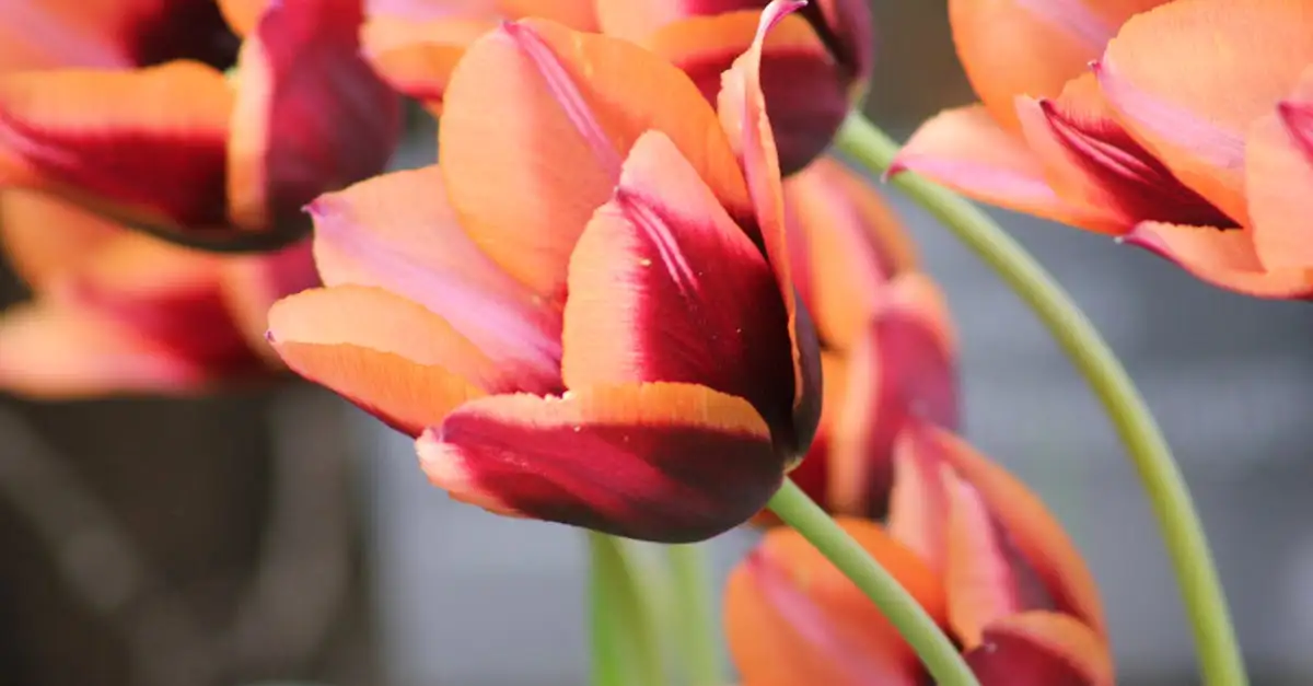 ¿Qué planta desató la locura por los tulipanes en el siglo XVII?