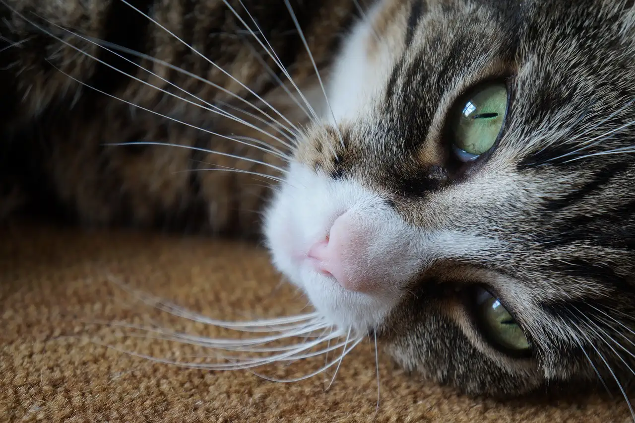 ¿Realmente piensas que soy un gato?