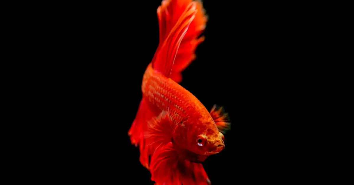 ¿Cómo duermen los peces en acuarios? Descúbrelo aquí.