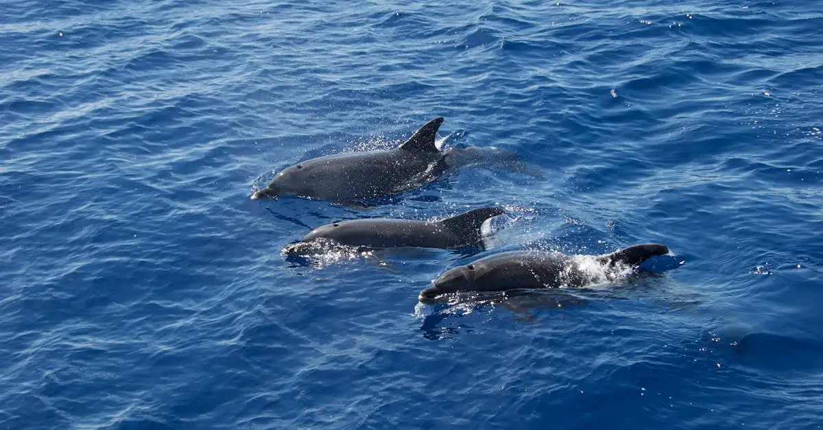 ¿Cómo funciona la ecolocalización en los delfines?