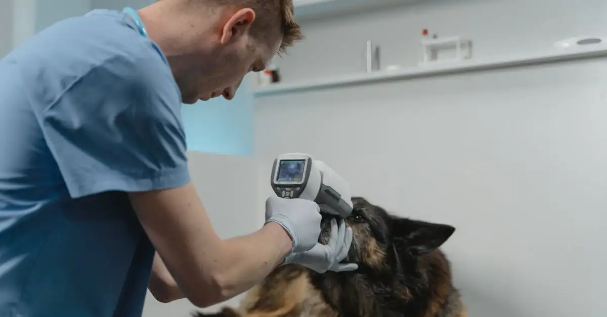 ¿Con qué frecuencia debe visitar tu perro al veterinario?