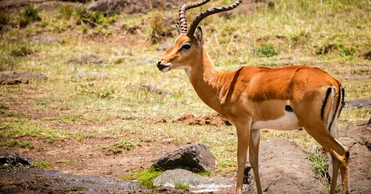 ¿Cuál es el parque nacional más grande de África?