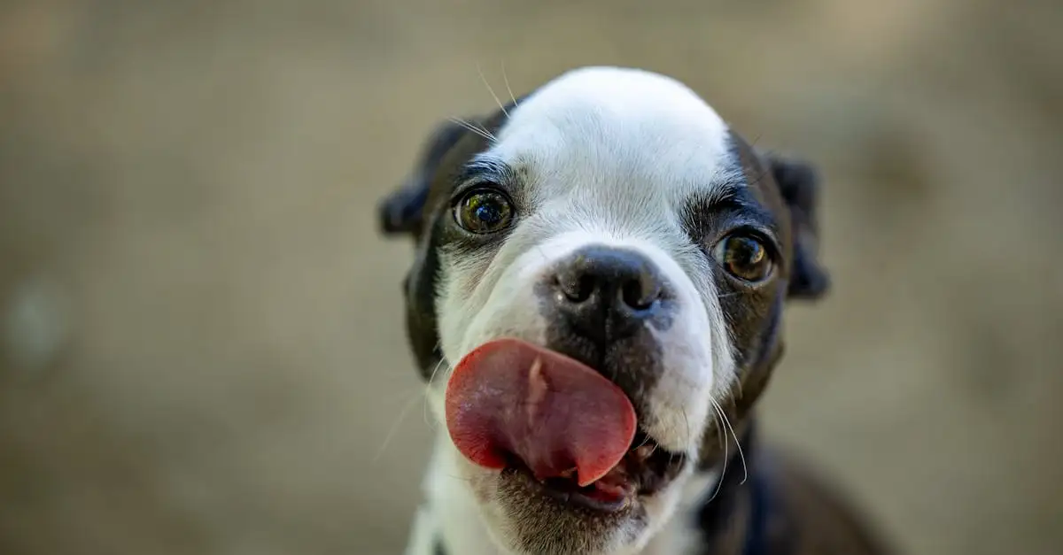 ¿Cuál perro es tu compañero ideal? ¡Haz la prueba ahora!