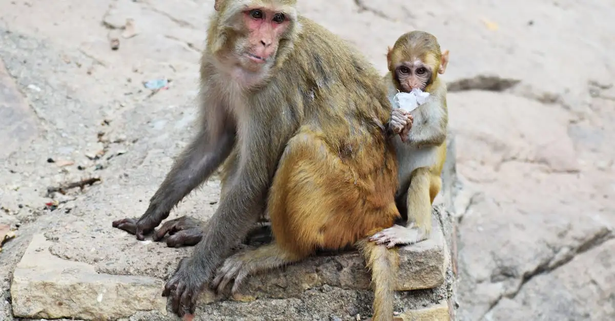 ¿Cuál simio es el más cercano al ser humano? ¡Descúbrelo!