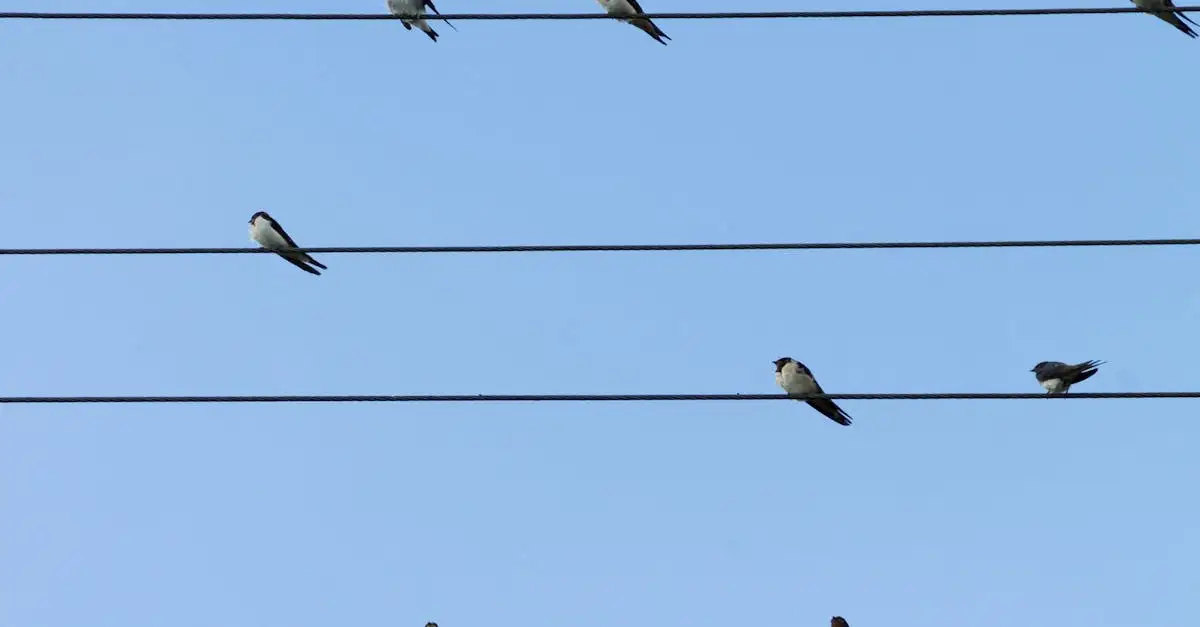 ¿Cuáles son las principales características de las aves migratorias?