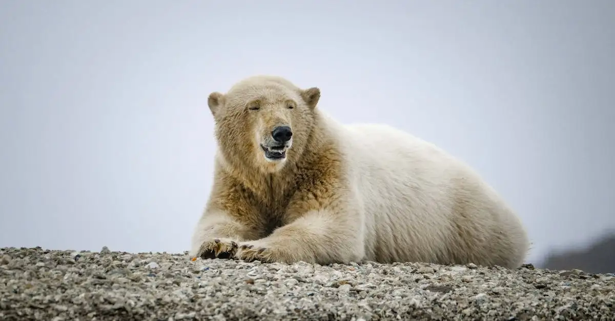 ¿Los osos polares sienten frío en su hábitat natural?
