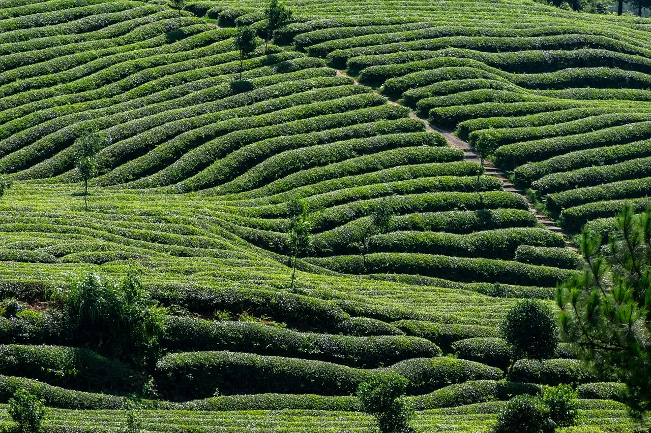 ¿Para qué se utiliza el aceite de árbol de té? Beneficios y más.