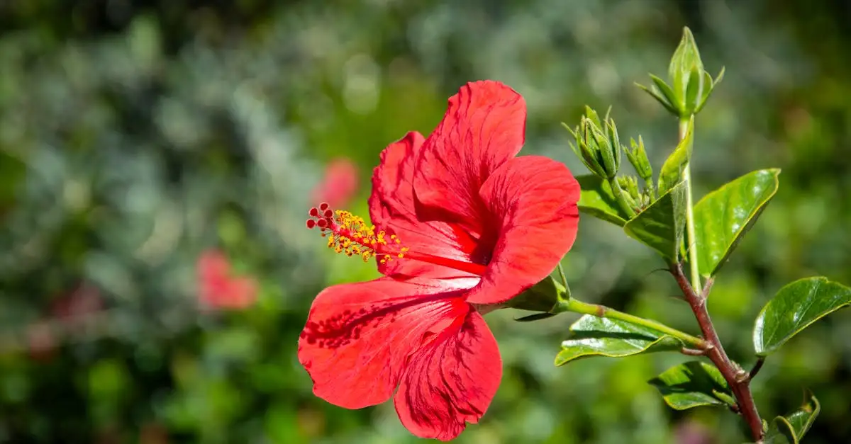 ¿Para qué sirve el hibisco? Beneficios y usos esenciales.