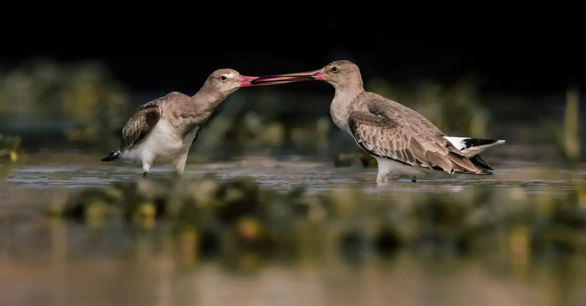 ¿Por qué son cruciales las rutas migratorias para las aves?