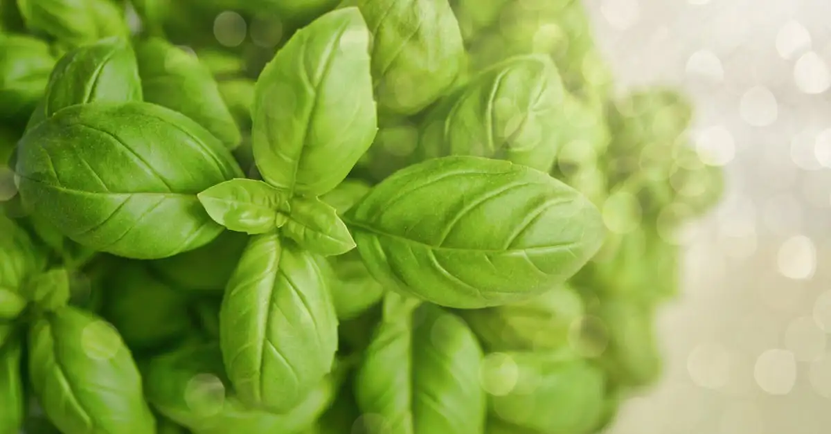 ¿Puede la albahaca calmar un estómago inquieto?