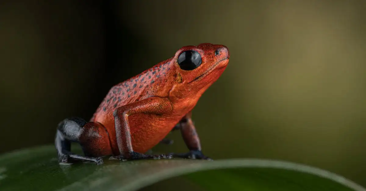 ¿Qué maravillas oculta la selva lluviosa de Costa Rica?