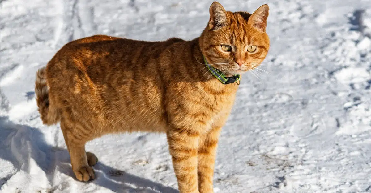 ¿Qué mascota se adapta mejor a tu estilo de vida?
