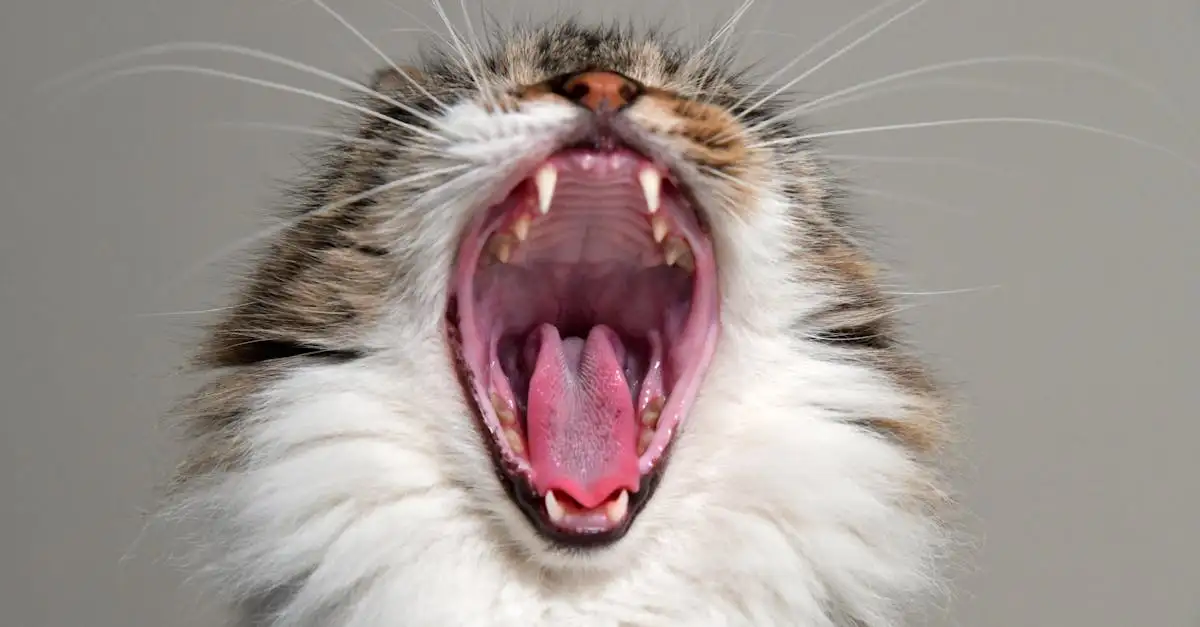 ¿Qué parte de la lengua se asoma por la boca?
