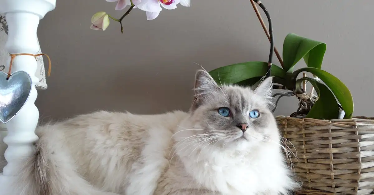 ¿Qué raza de gato es la ideal para ti y tu hogar?