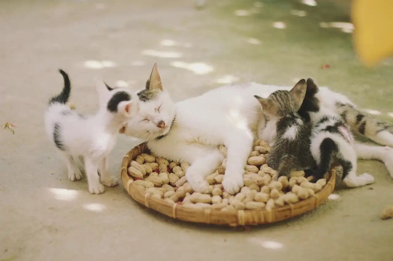 ¿Qué razas de gatos son hipoalergénicas para alérgicos?
