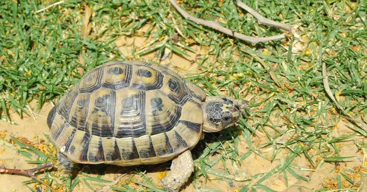 ¿Qué rol tuvo Kurma, la tortuga en la mitología hindú?