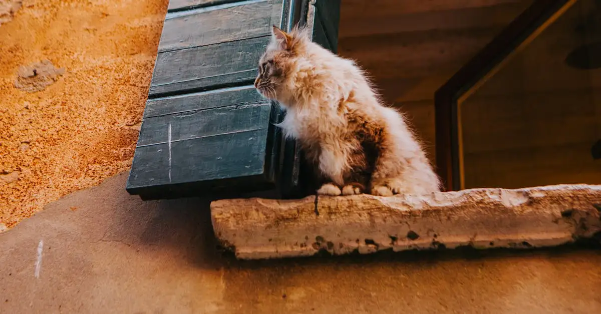 ¿Qué simboliza la diosa Bastet para los gatos en Egipto?
