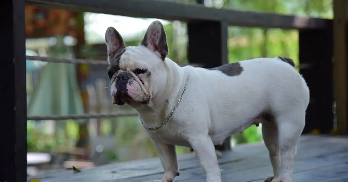 ¿Cómo elegir el perro ideal para ti? ¡Descubre la respuesta!