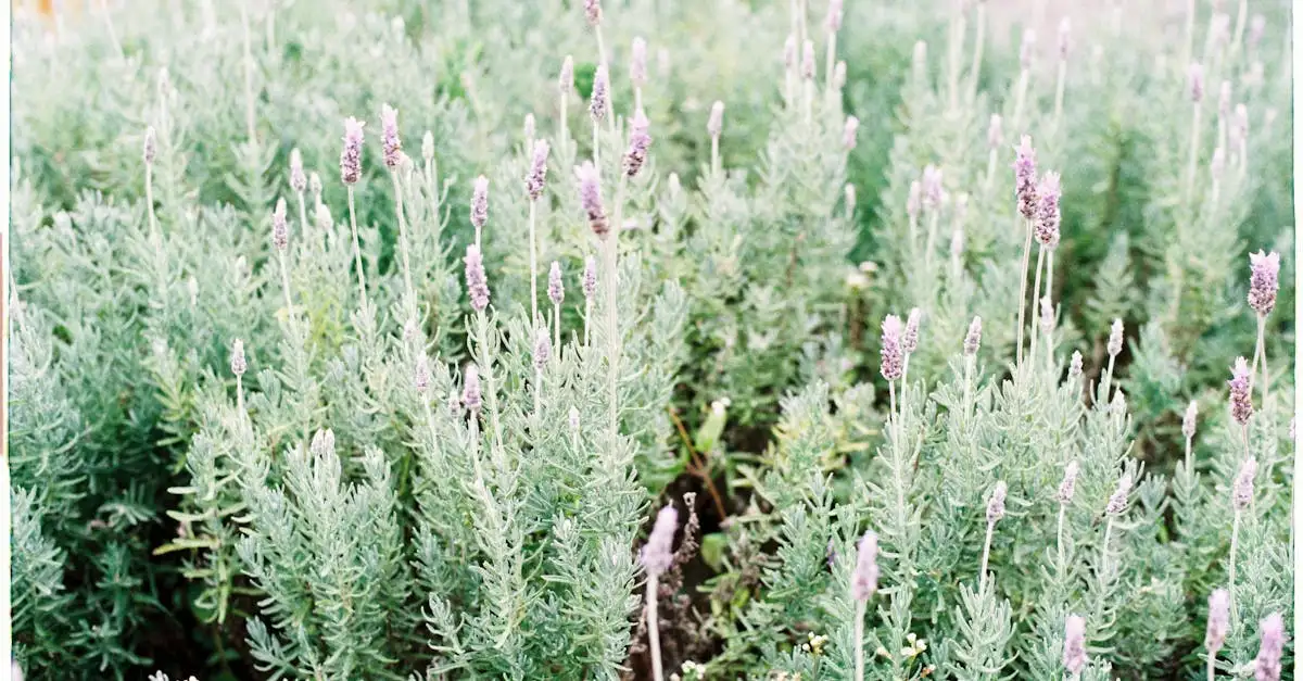 ¿Qué plantas combinan bien con lavanda en tu jardín?