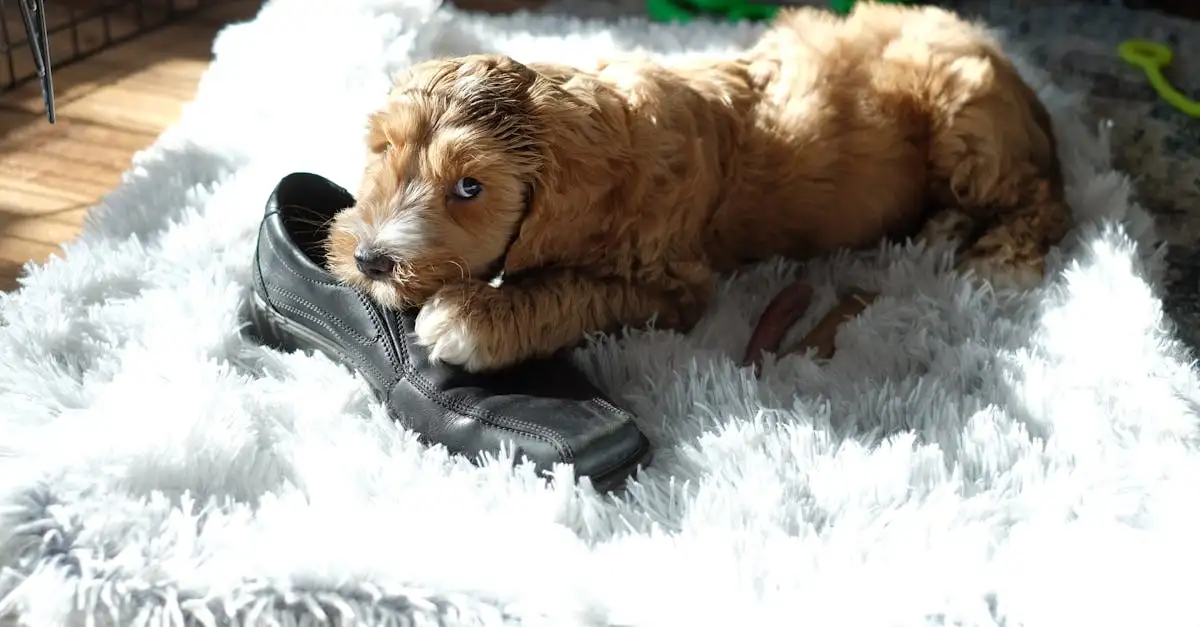 ¿Qué raza de perro es ideal para ti? ¡Descúbrelo aquí!