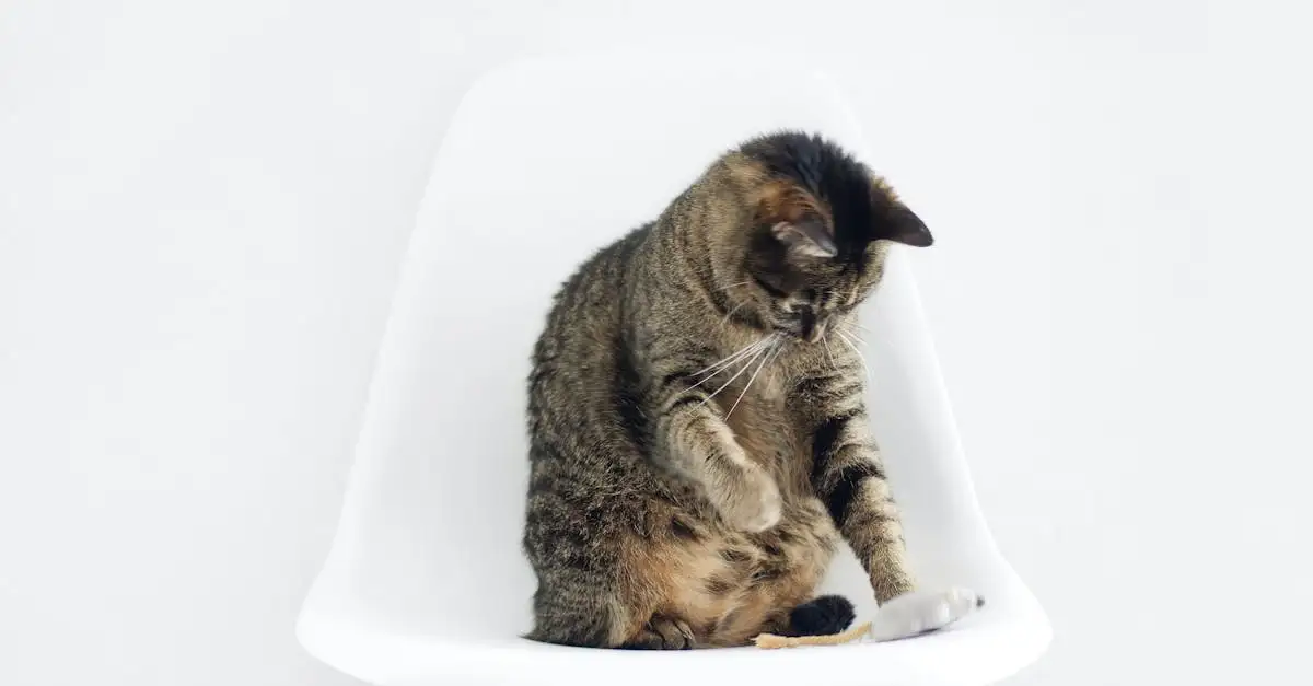 ¿Qué significa cuando tu gato te da cabezazos?