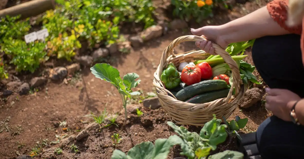 ¿Qué verduras se pueden plantar juntas en el huerto?