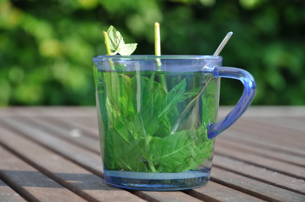 Té de menta